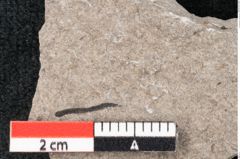 Foto (Detailansicht) von Plantae indet.  (NHMW-GEO-2024-0188-6698)